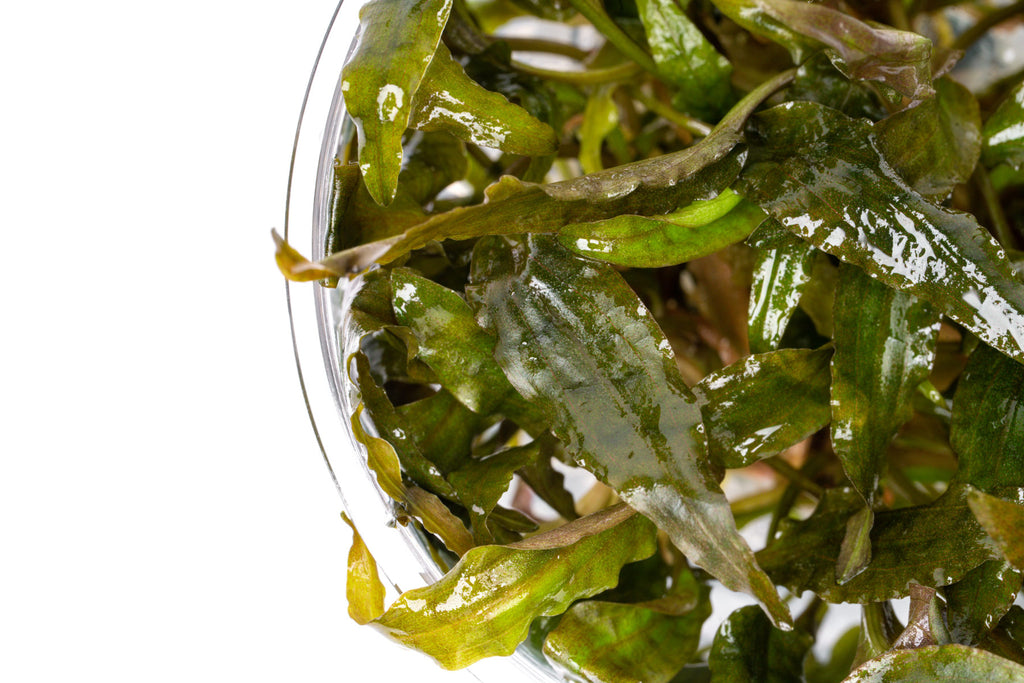 Cryptocoryne Tropica - Glass Aqua