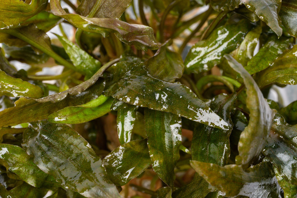 Cryptocoryne Tropica - Glass Aqua