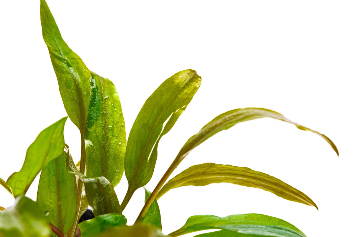 Cryptocoryne Tropica - Glass Aqua