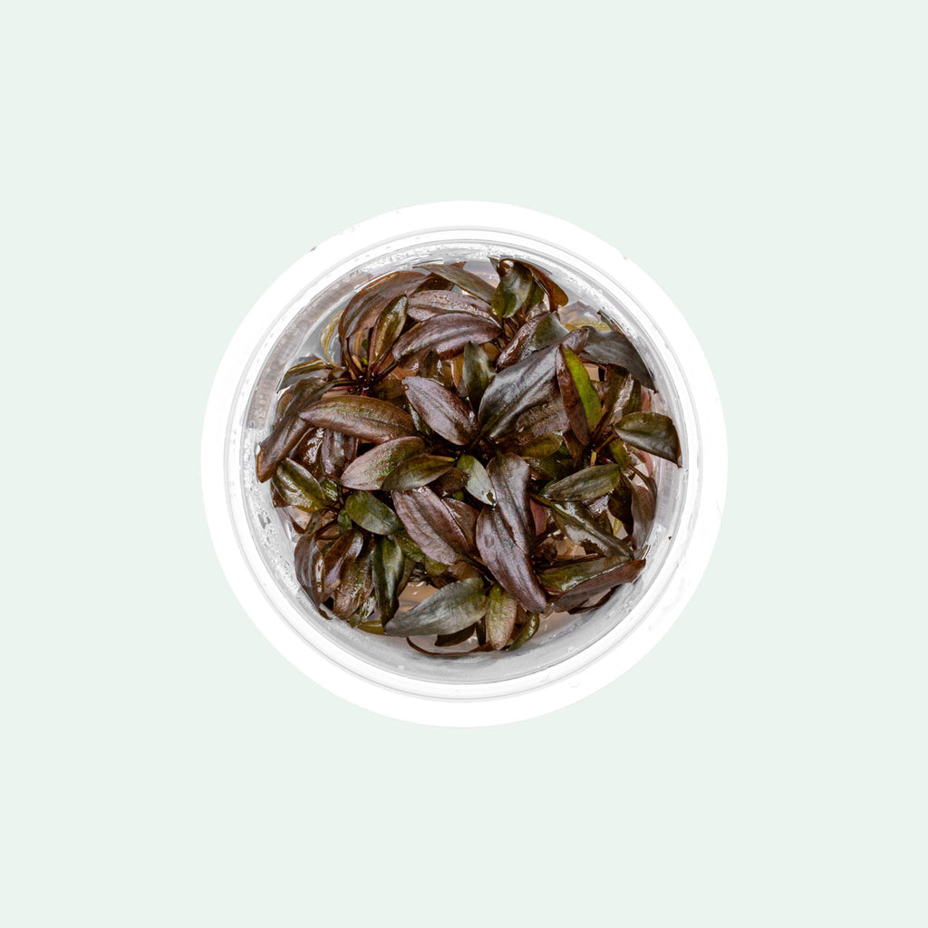 Cryptocoryne Undulata - Glass Aqua