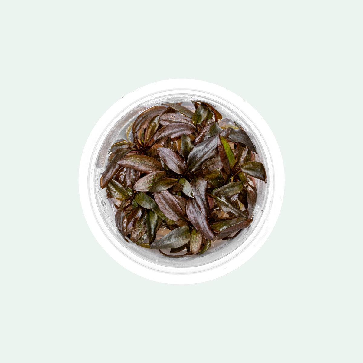 Cryptocoryne Undulata - Glass Aqua