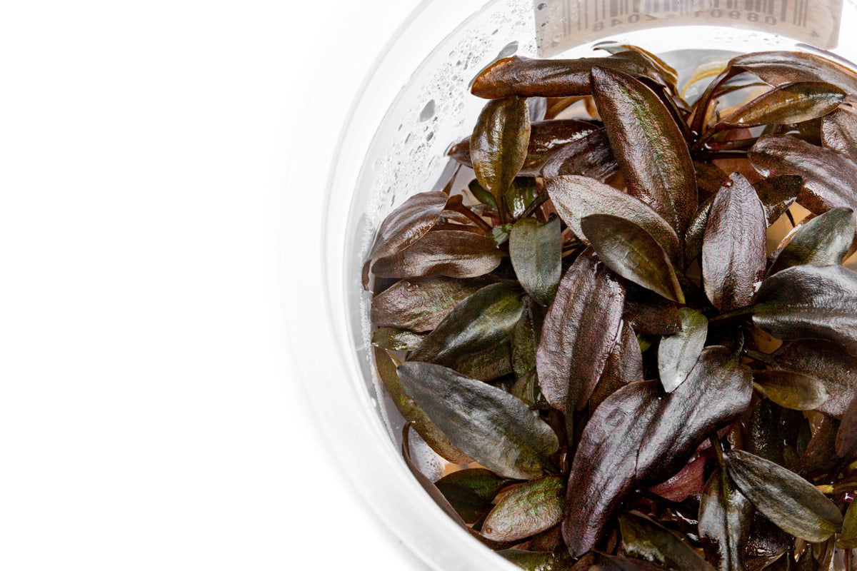 Cryptocoryne Undulata - Glass Aqua