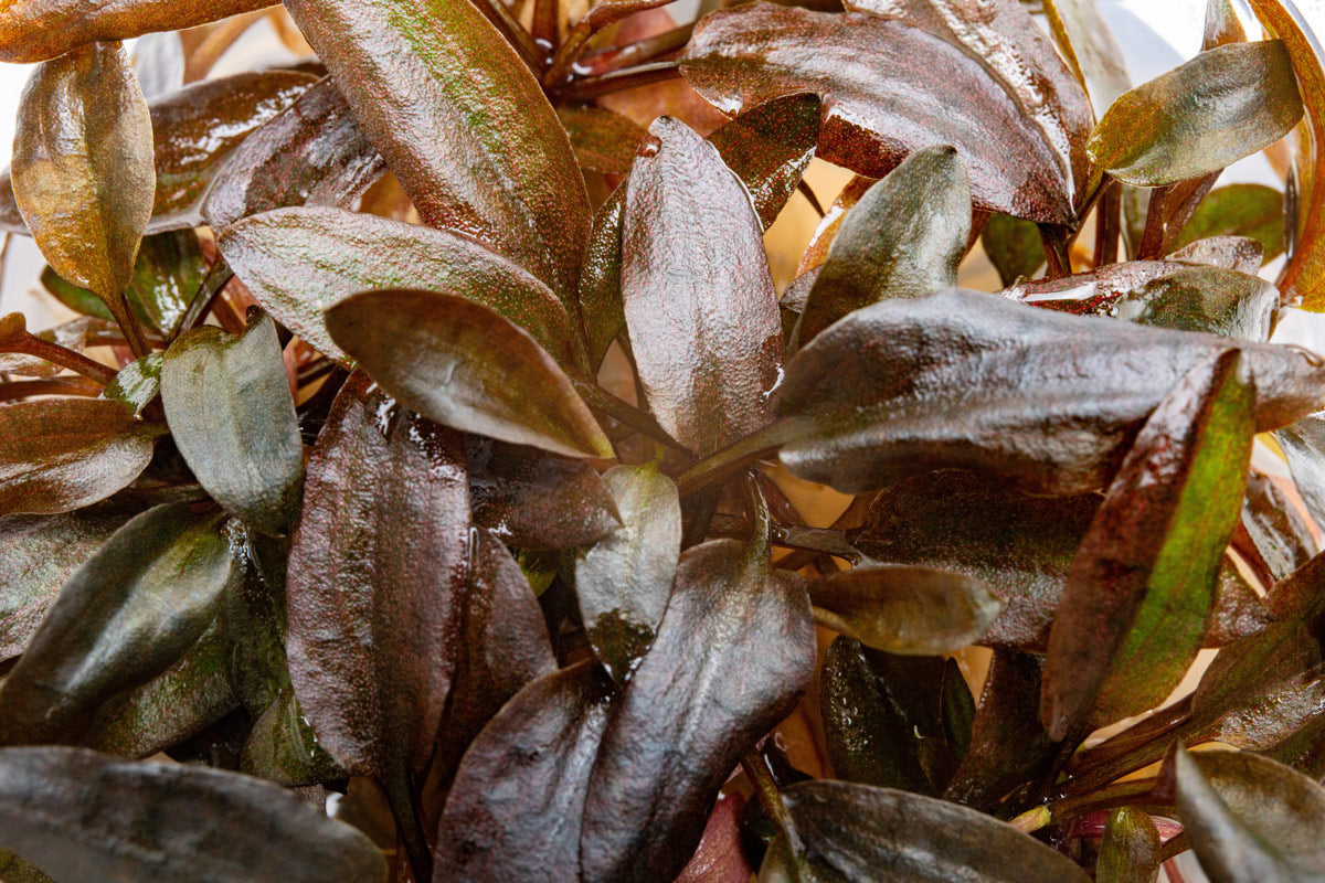 Cryptocoryne Undulata - Glass Aqua