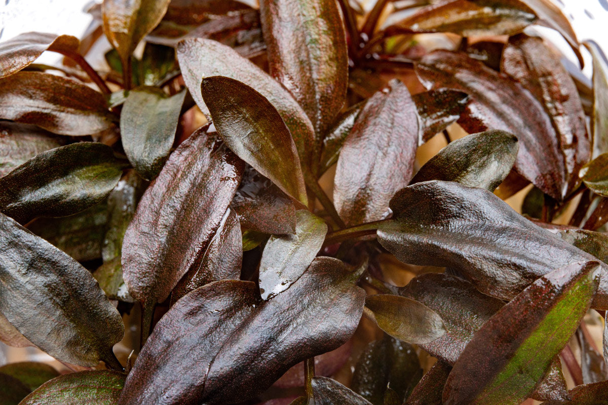 Cryptocoryne Undulata - Glass Aqua