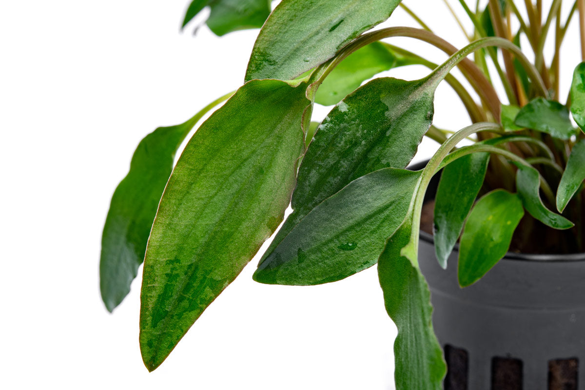 Cryptocoryne Undulata - Glass Aqua