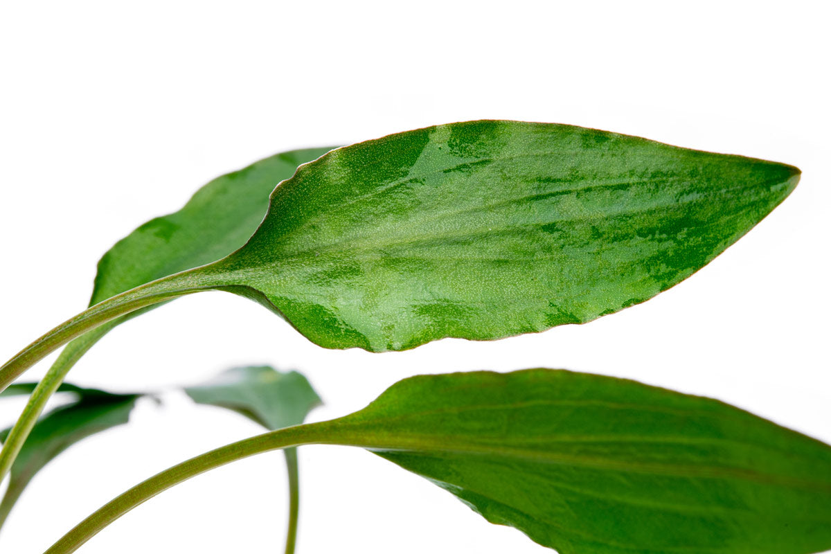 Cryptocoryne Undulata - Glass Aqua