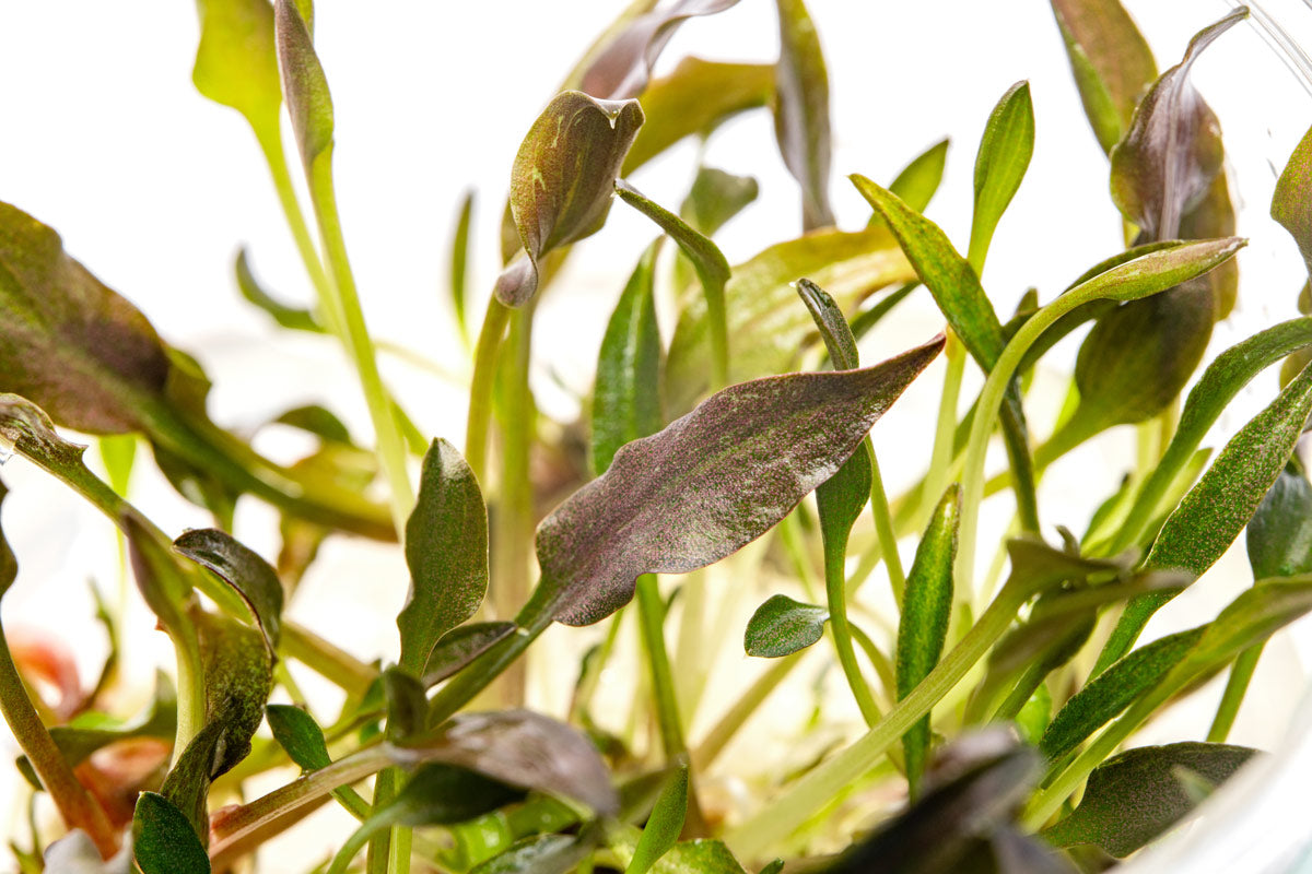 Cryptocoryne Undulata - Glass Aqua