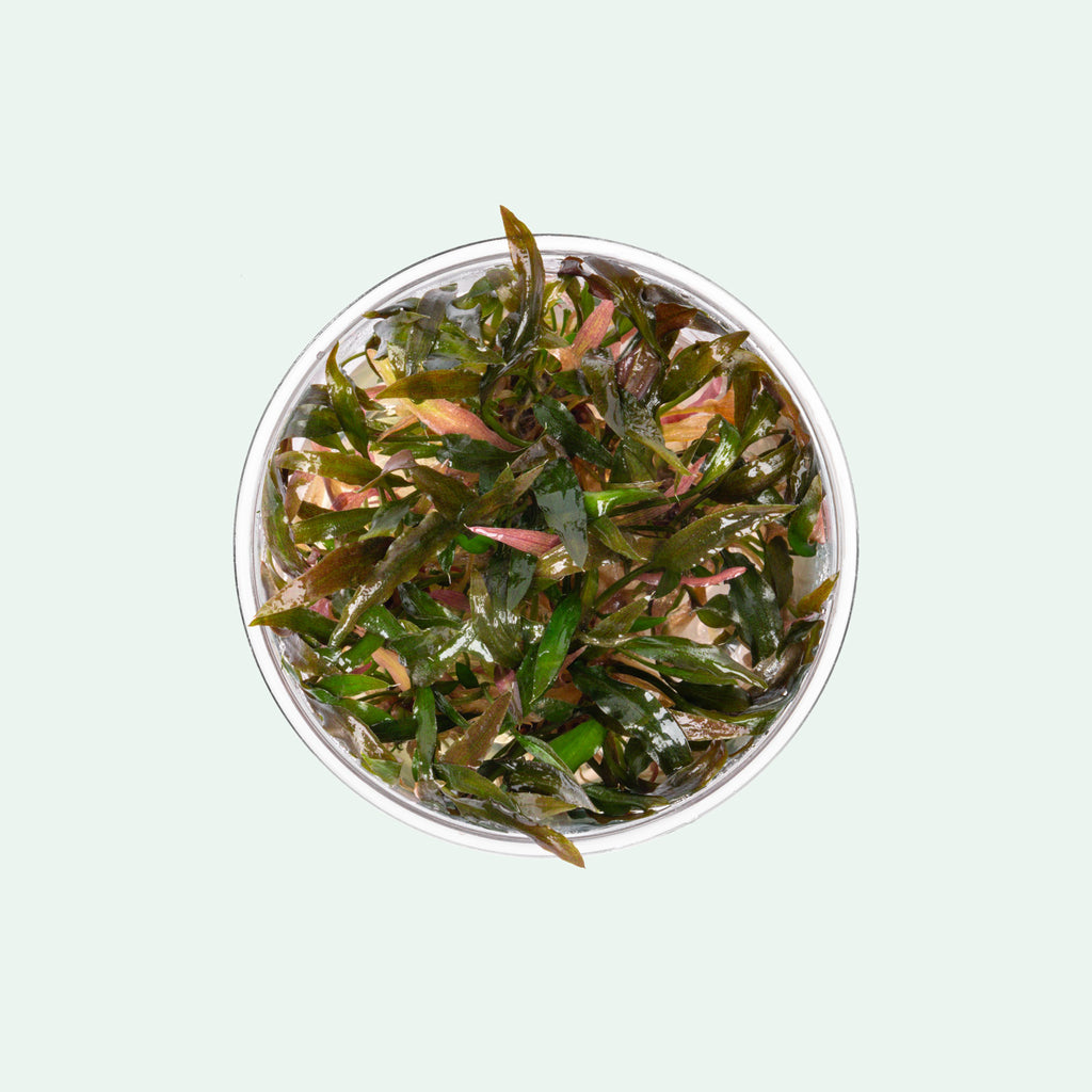 Cryptocoryne Walkeri - Glass Aqua