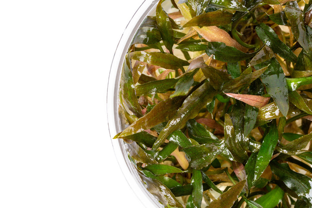 Cryptocoryne Walkeri - Glass Aqua