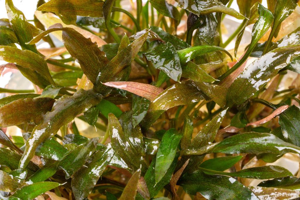 Cryptocoryne Walkeri - Glass Aqua
