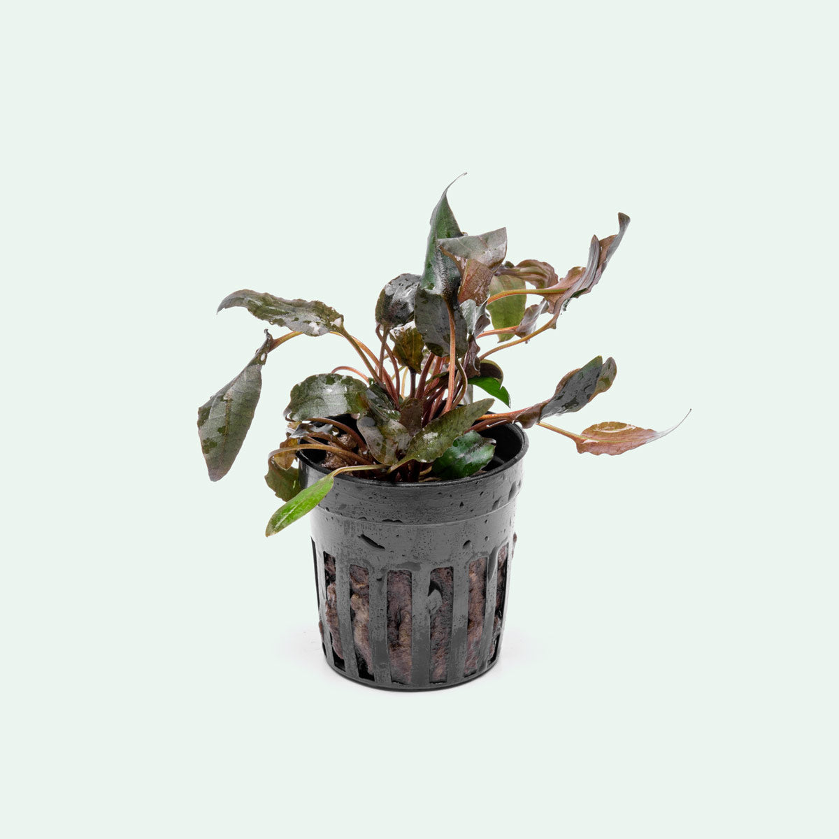 Cryptocoryne Wendtii 'Brown' - Aquarium Plant | Glass Aqua