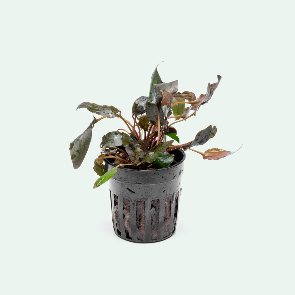 Cryptocoryne Wendtii Brown - Glass Aqua