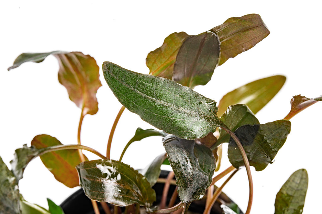 Cryptocoryne Wendtii Brown - Glass Aqua