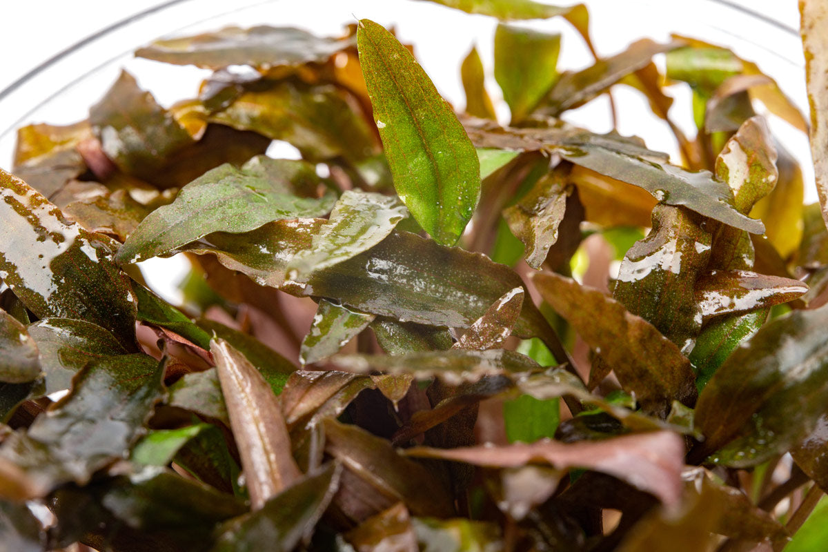 Cryptocoryne Wendtii Brown - Glass Aqua