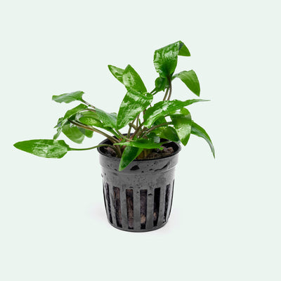 Cryptocoryne Wendtii Green - Glass Aqua
