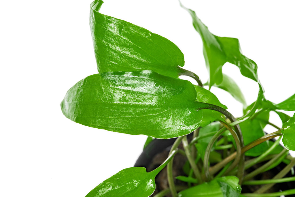 Cryptocoryne Wendtii Green - Glass Aqua