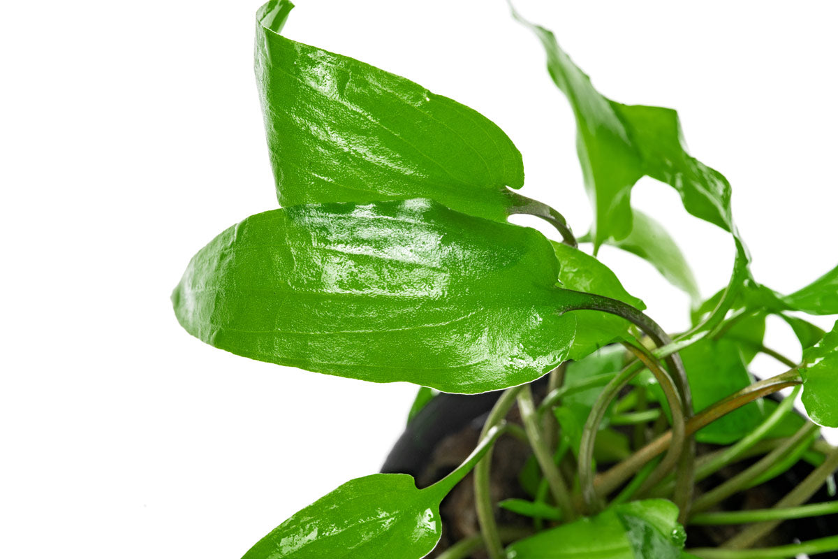 Cryptocoryne Wendtii Green - Glass Aqua