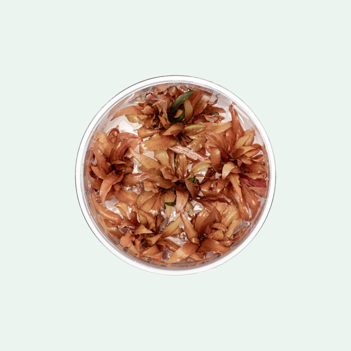 Cryptocoryne Sindoor Tissue Culture | Aquatic Plants - Glass Aqua