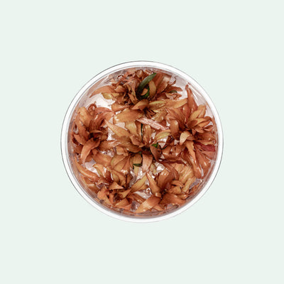 Cryptocoryne Sindoor Tissue Culture | Aquatic Plants - Glass Aqua