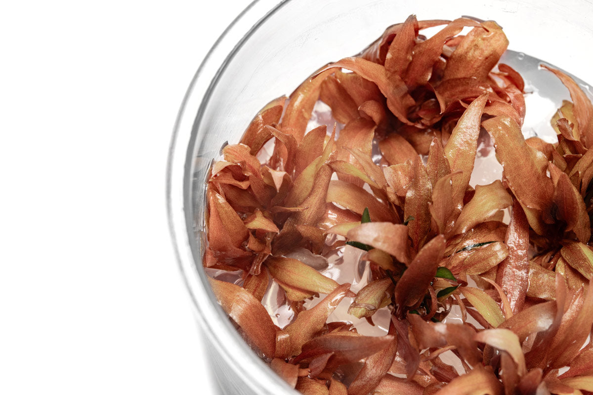 Cryptocoryne Sindoor Tissue Culture | Aquatic Plants - Glass Aqua