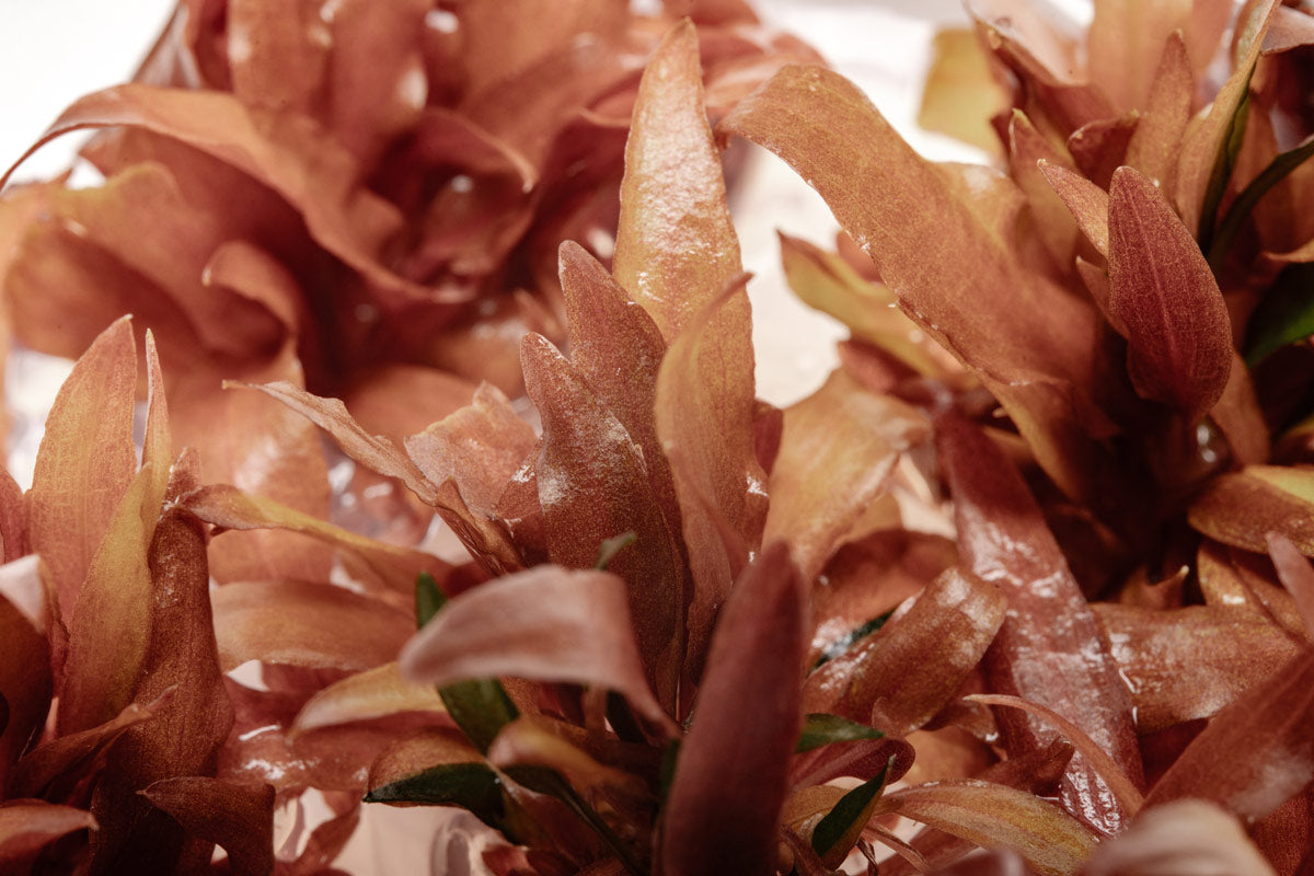 Cryptocoryne Sindoor Tissue Culture | Aquatic Plants - Glass Aqua