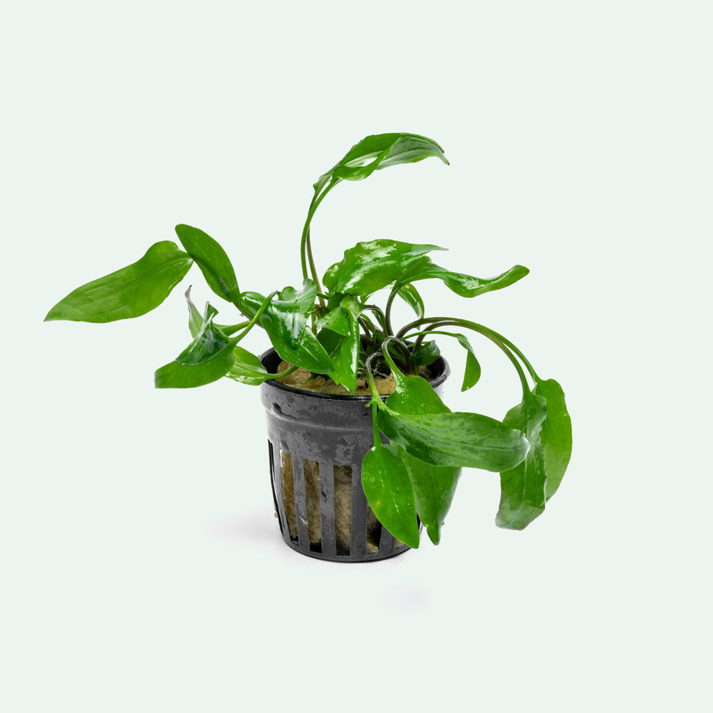 Cryptocoryne Willisi live aquarium plant for planted tanks and aquascaping