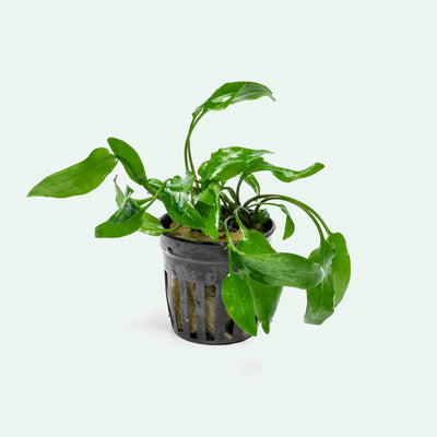 Cryptocoryne Willisi live aquarium plant for planted tanks and aquascaping