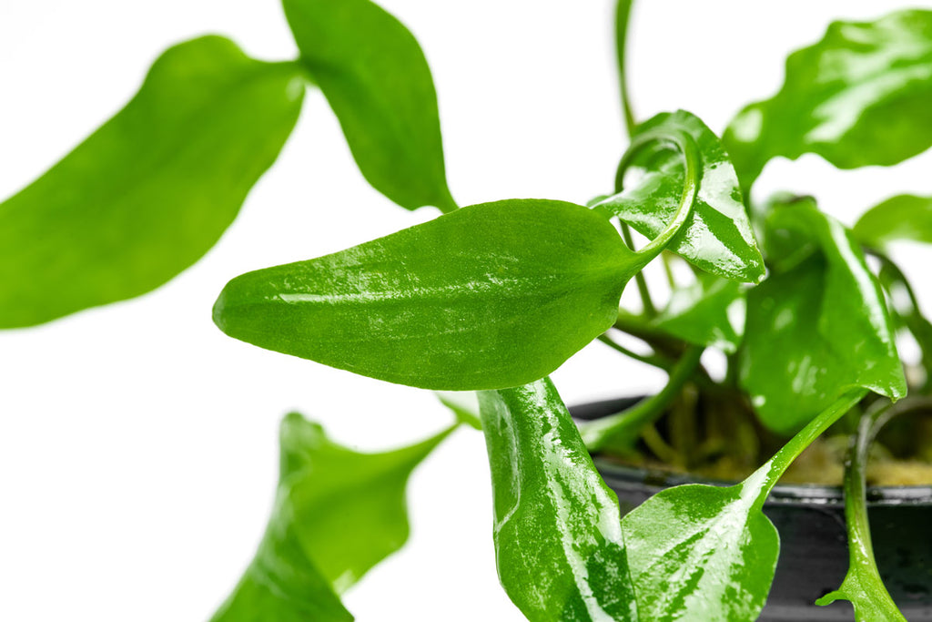 Detail shot of Cryptocoryne Willisi live aquarium plant for aquascaping