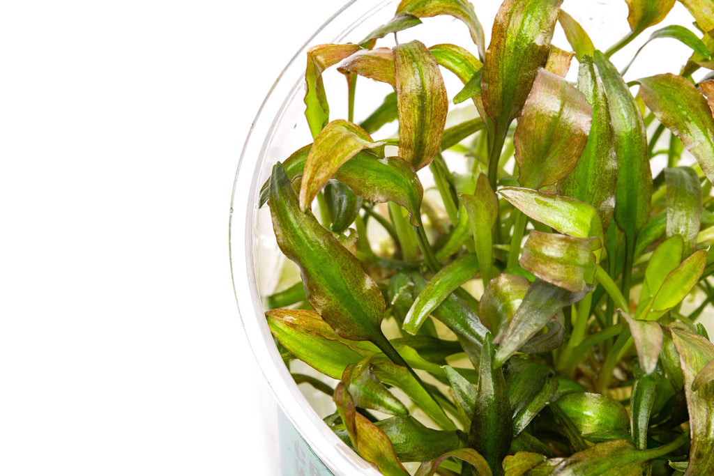 Cryptocoryne Willisii Water Trumpet | Easy Aquatic Plants - Glass Aqua