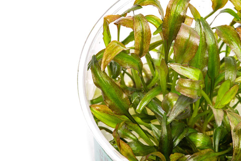 Cryptocoryne Willisii Water Trumpet | Easy Aquatic Plants - Glass Aqua