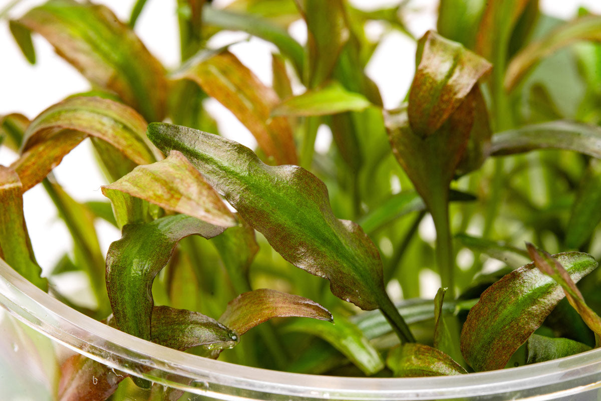 Cryptocoryne Willisii Water Trumpet | Easy Aquatic Plants - Glass Aqua