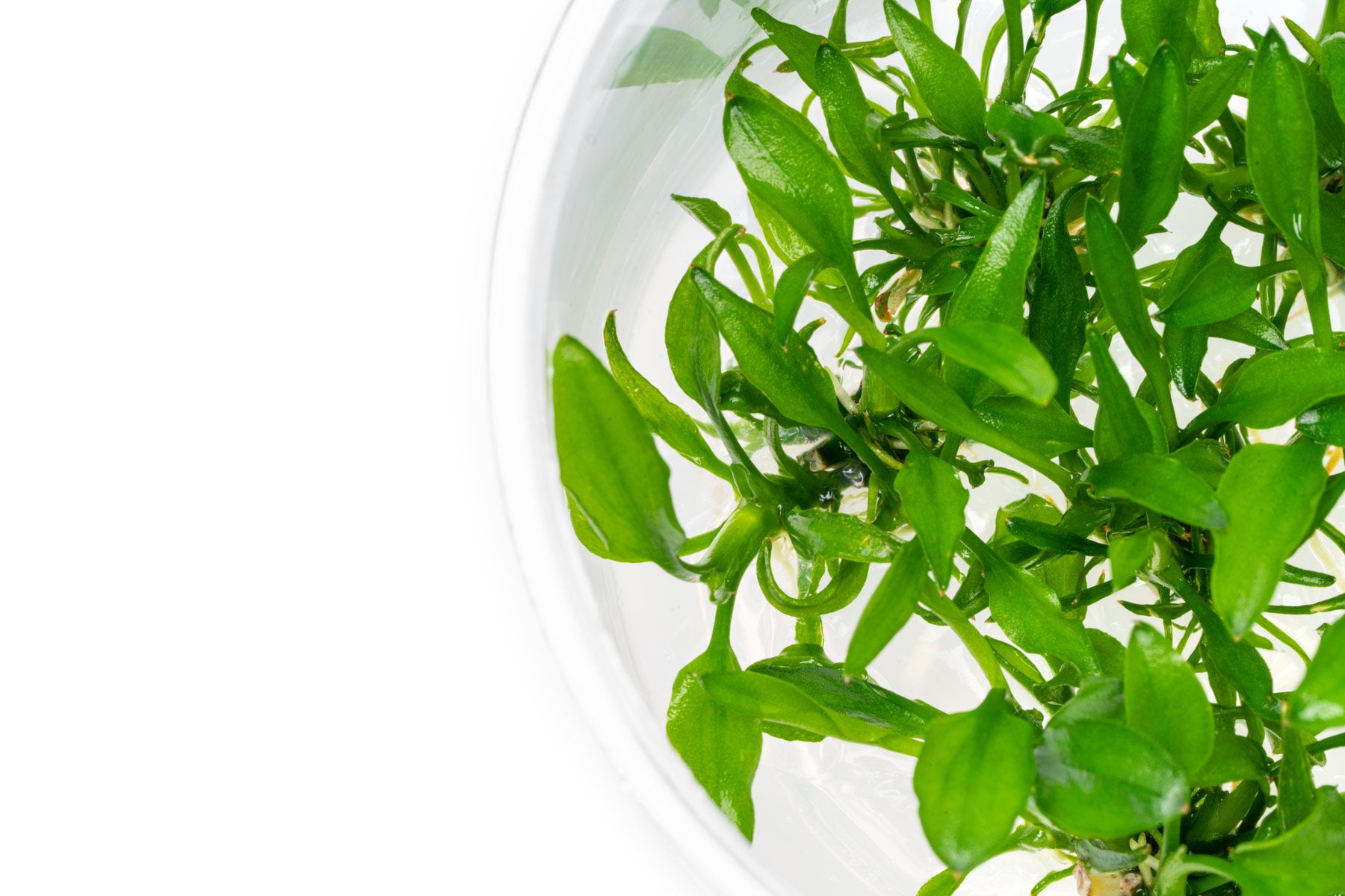 Cryptocoryne Yujii - Glass Aqua