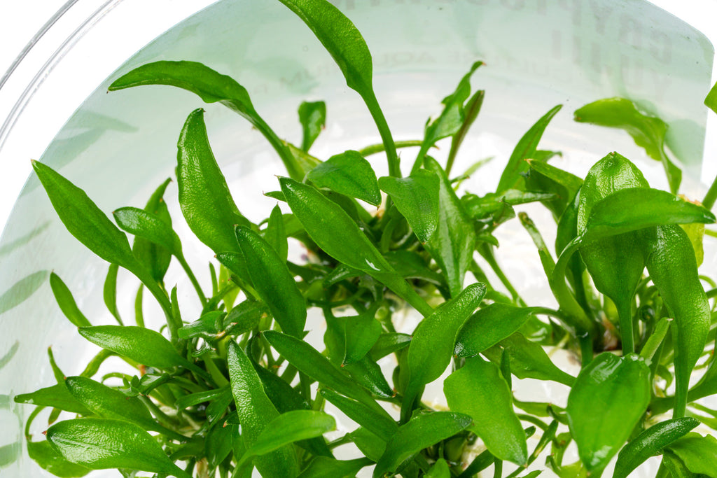 Cryptocoryne Yujii - Glass Aqua