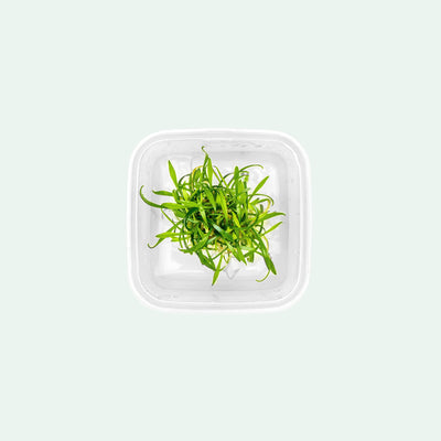 Easy beginner Cryptocoryne Parva
aquarium foreground plant for planted tanks