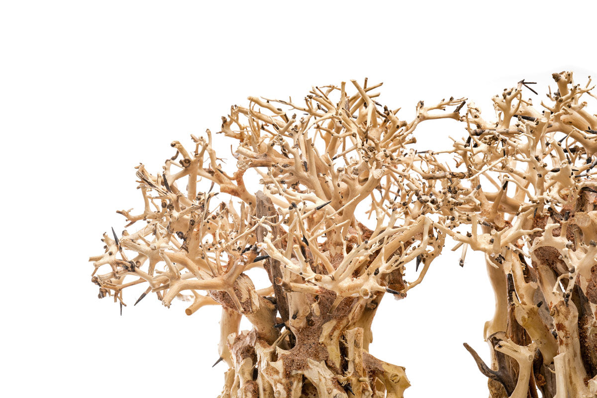 Ultum Nature Systems UNS Bonsai Tree Driftwood Aquarium Hardscape Wood 005