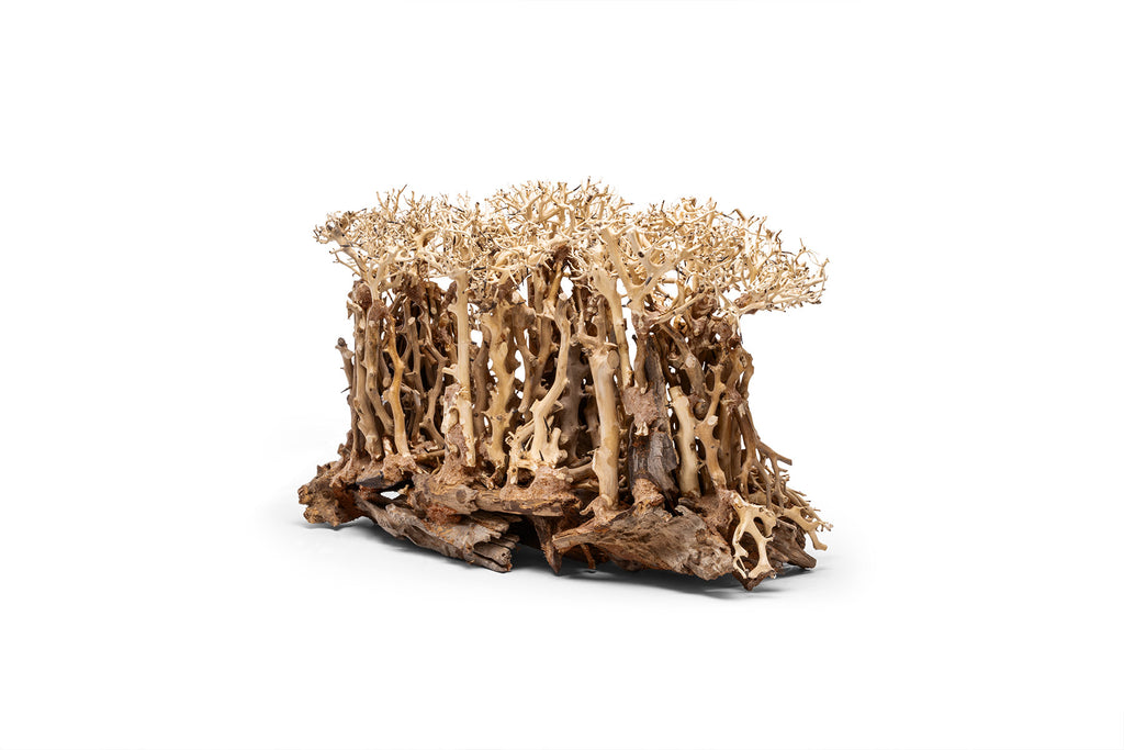 Ultum Nature Systems UNS Bonsai Tree Driftwood Aquarium Hardscape Wood 005
