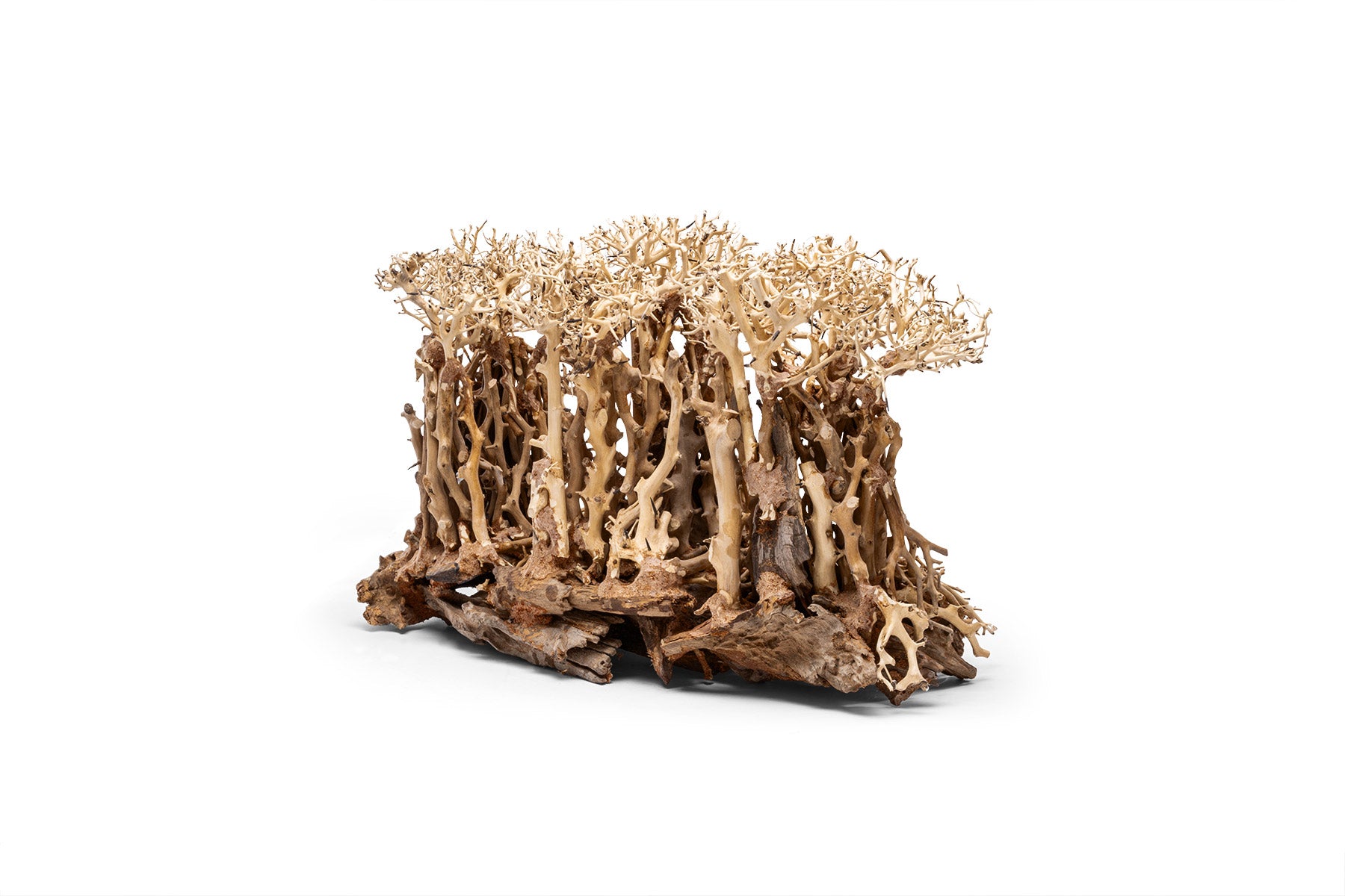Ultum Nature Systems UNS Bonsai Tree Driftwood Aquarium Hardscape Wood 005