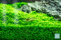 Caridina multidentata amano shrimp for planted aquarium tank