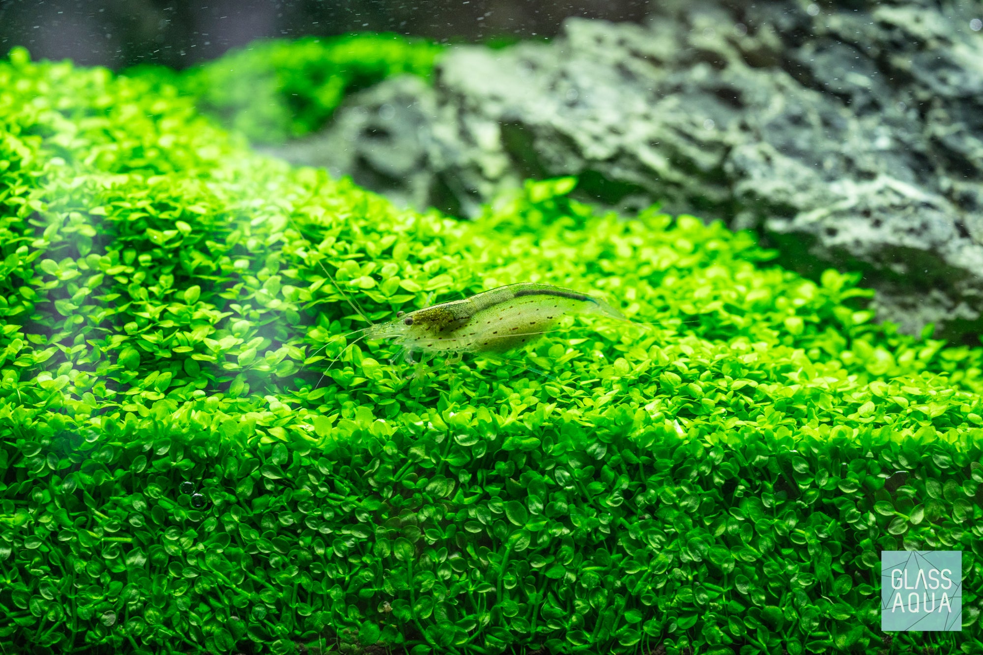 Caridina multidentata amano shrimp for planted aquarium tank