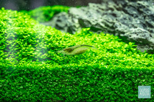 Caridina multidentata amano shrimp for planted aquarium tank
