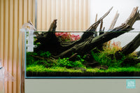 Nature Style aquascape in Ultum Nature Systems 90L long aquarium with Delta Mini surface skimmer