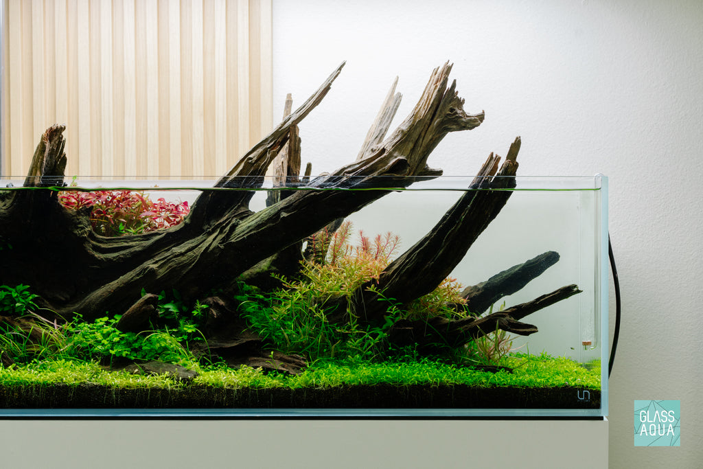Glossostigma Elatinoides - Glosso Carpet Aquarium Plant | Glass Aqua