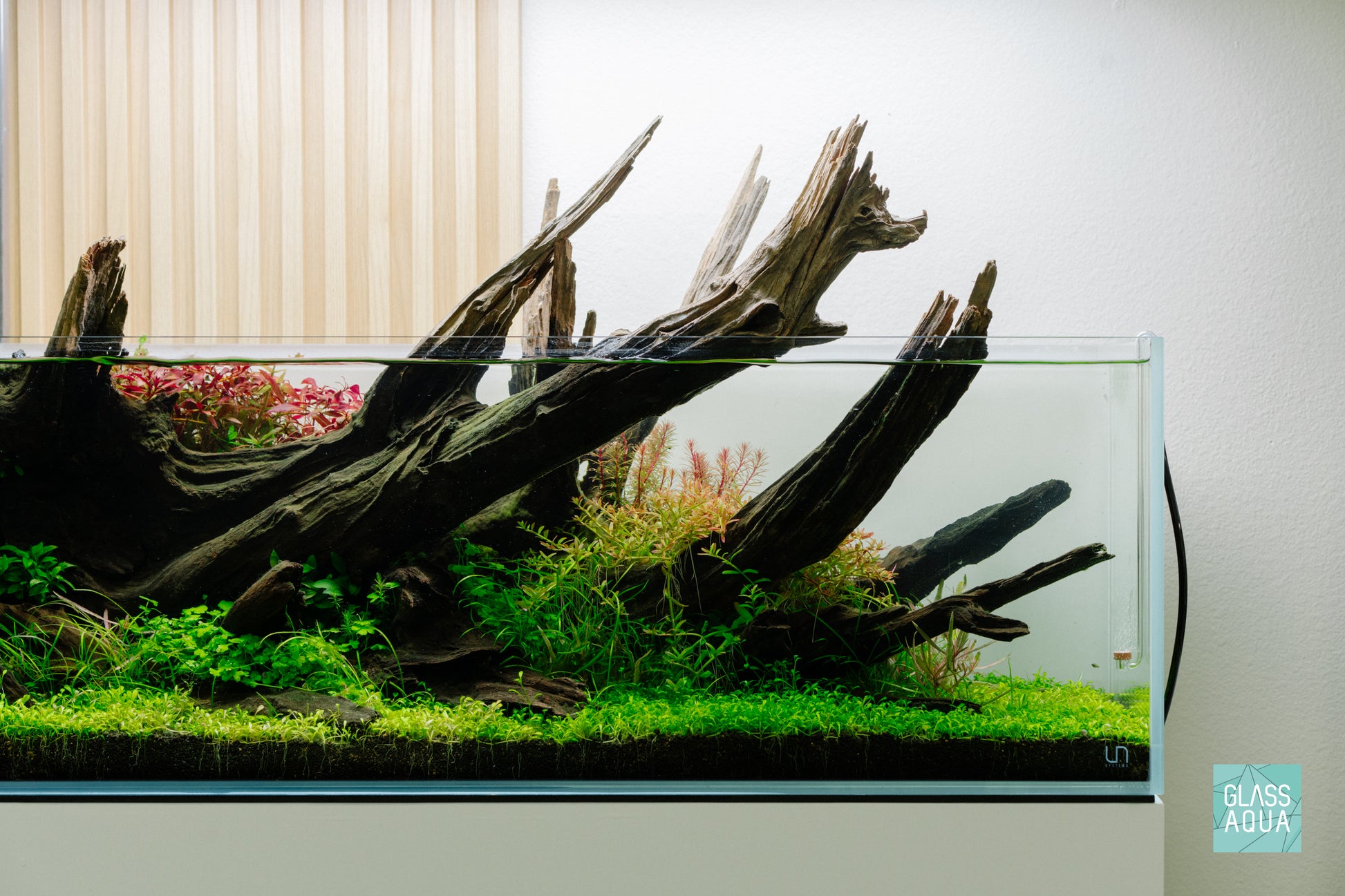 Glossostigma Elatinoides - Glosso Carpet Aquarium Plant | Glass Aqua