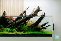 Glossostigma Elatinoides - Glosso Carpet Aquarium Plant | Glass Aqua