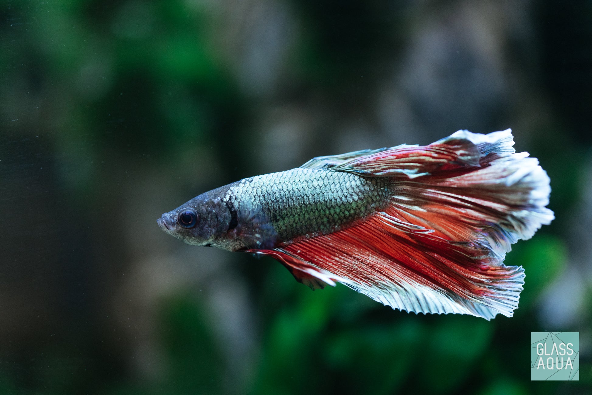 Aquarium Betta Fish Food - Ultra Fresh Betta Pro Shrimp Patties