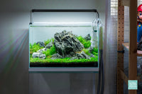 Vermillion Rush - Iwagumi Aquascape in UNS 45U 9.3 gallon planted tank by Glass Aqua