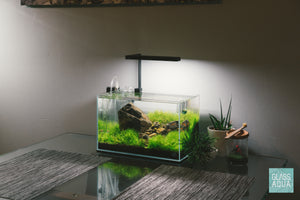UNS 5N Iwagumi aquascape with carpeting aquatic plants - Glass Aqua