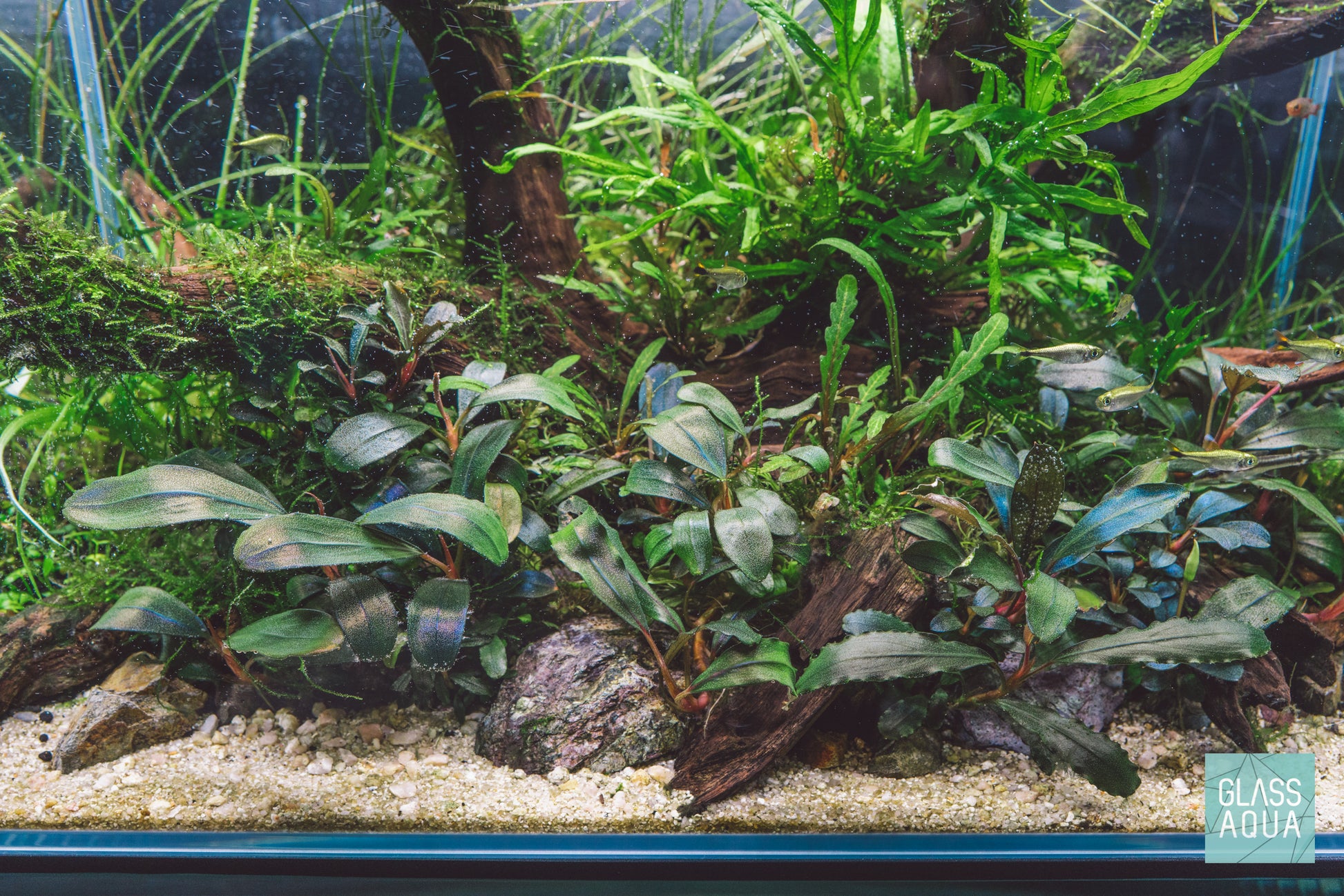 Build Your Own Easy Plant Pack