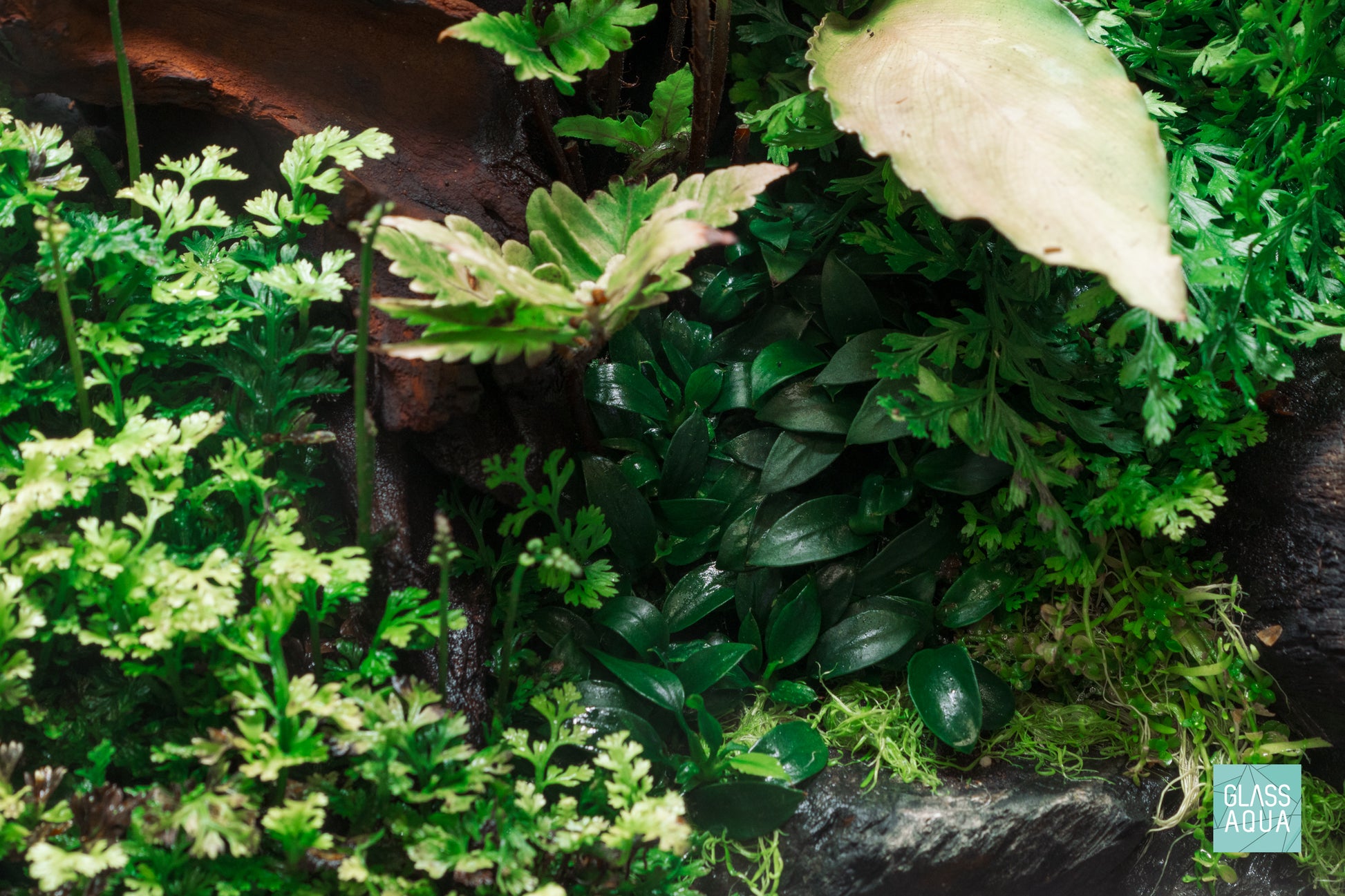 Build Your Own Easy Plant Pack