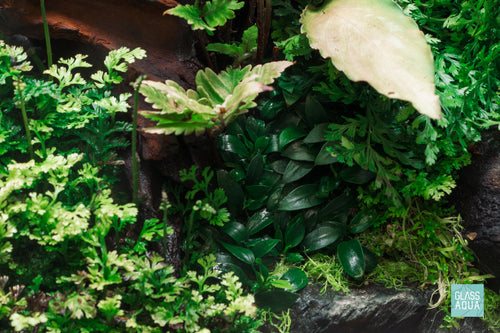 Live Anubias Plant - Build your own easy plant pack for planted tanks - Glass Aqua